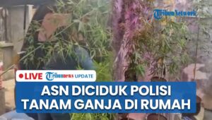 Breaking News: Government Official Caught Planting Marijuana in Citizen’s Home in Bandung: Hidden, Often Quarreling with Wife